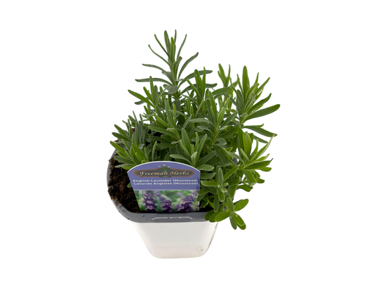 4" Lavender