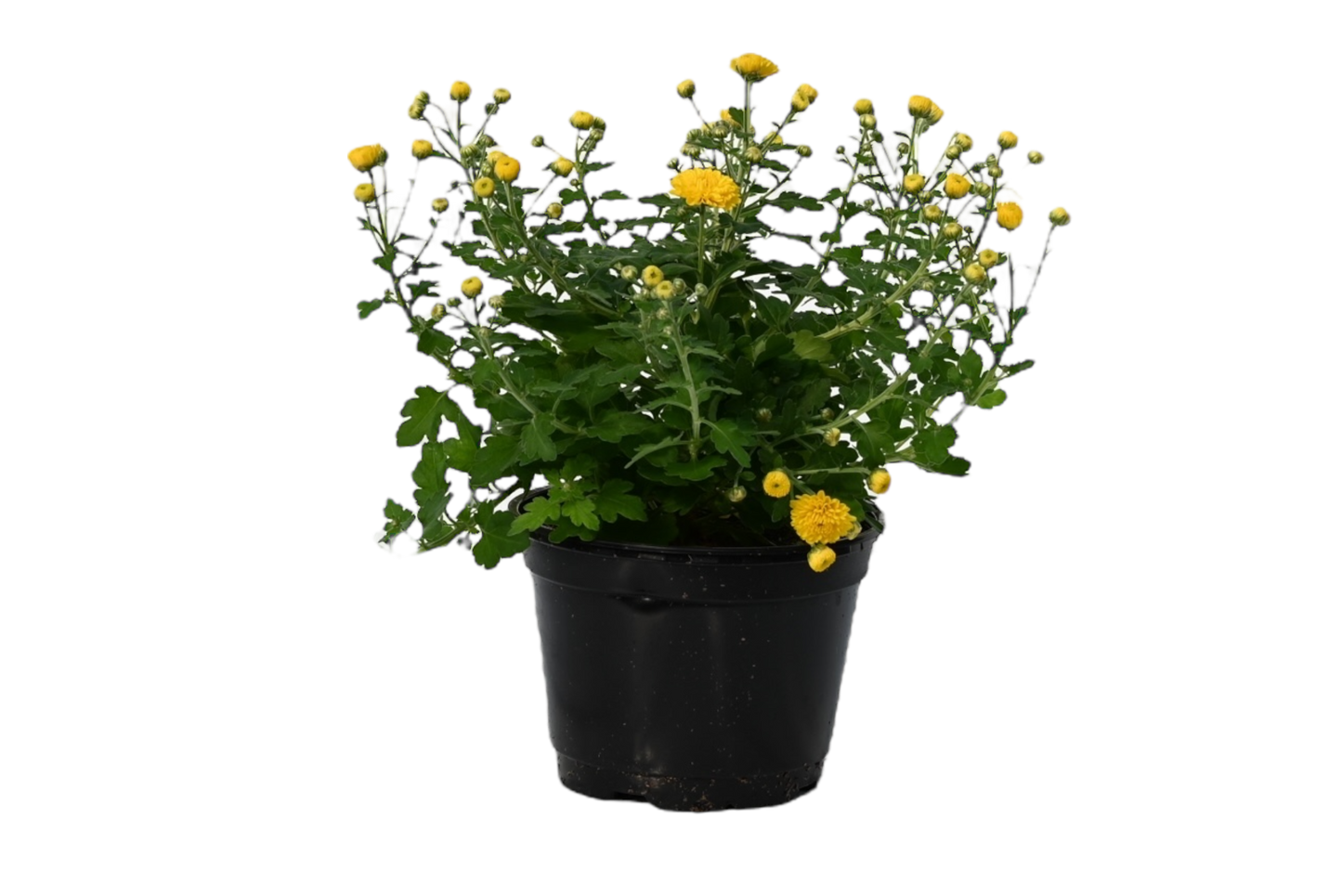 6” potted mum