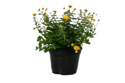 6” potted mum