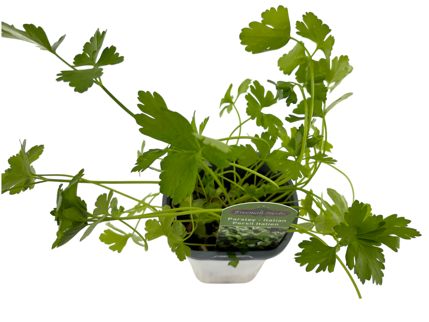 4" Parsley