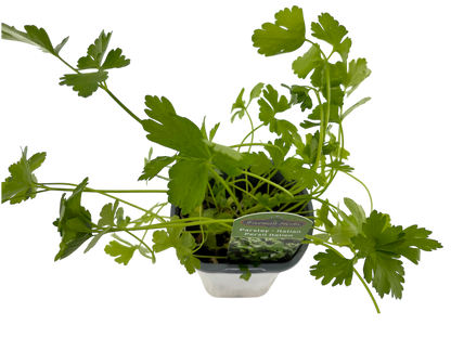 4" Parsley
