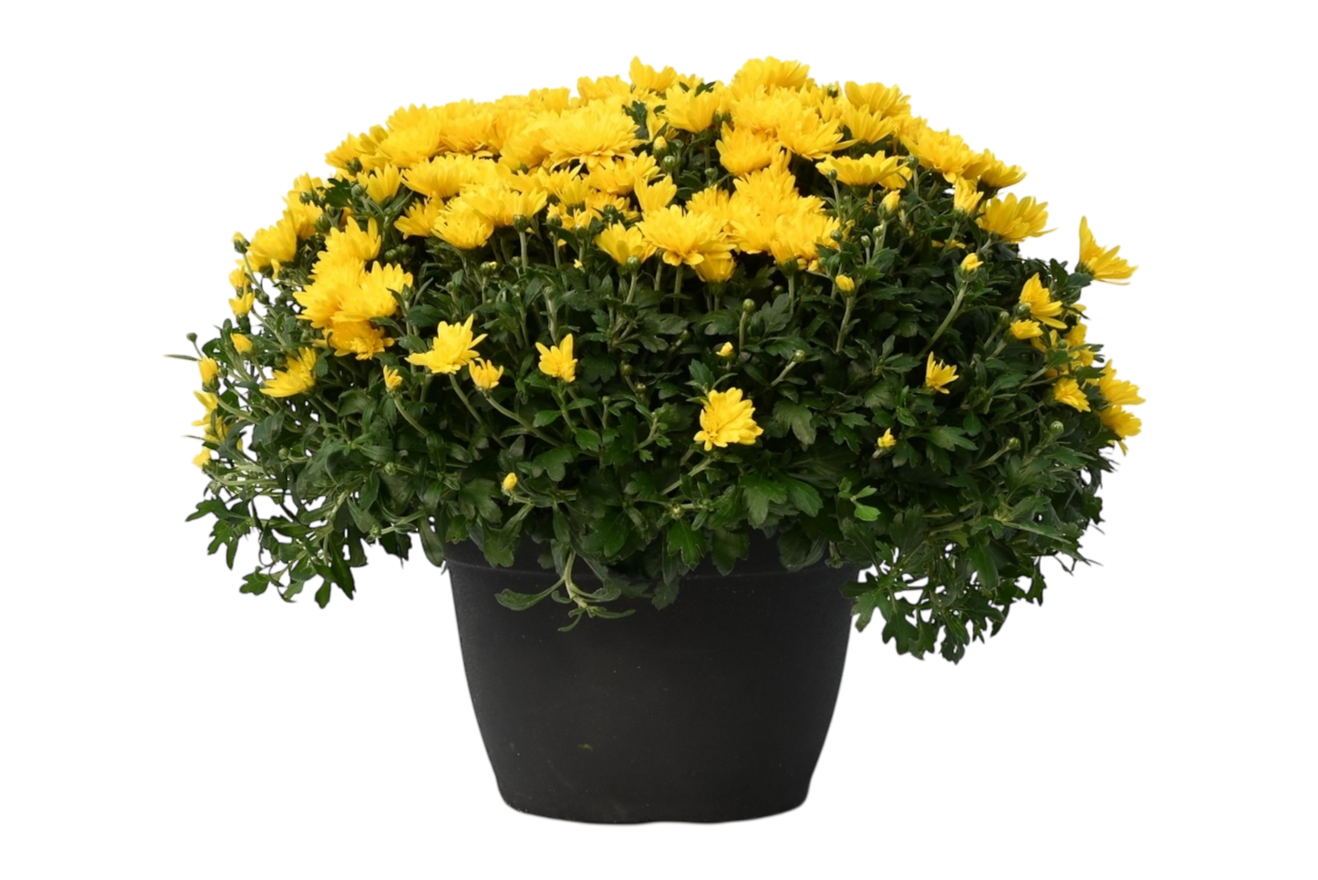 Potted Mum