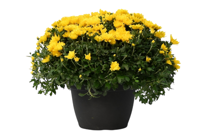 Potted Mum