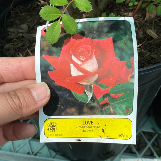 Love Grandiflora Rose