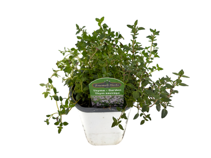 4" Thyme