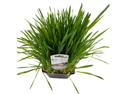 4" Organic Pet Grass