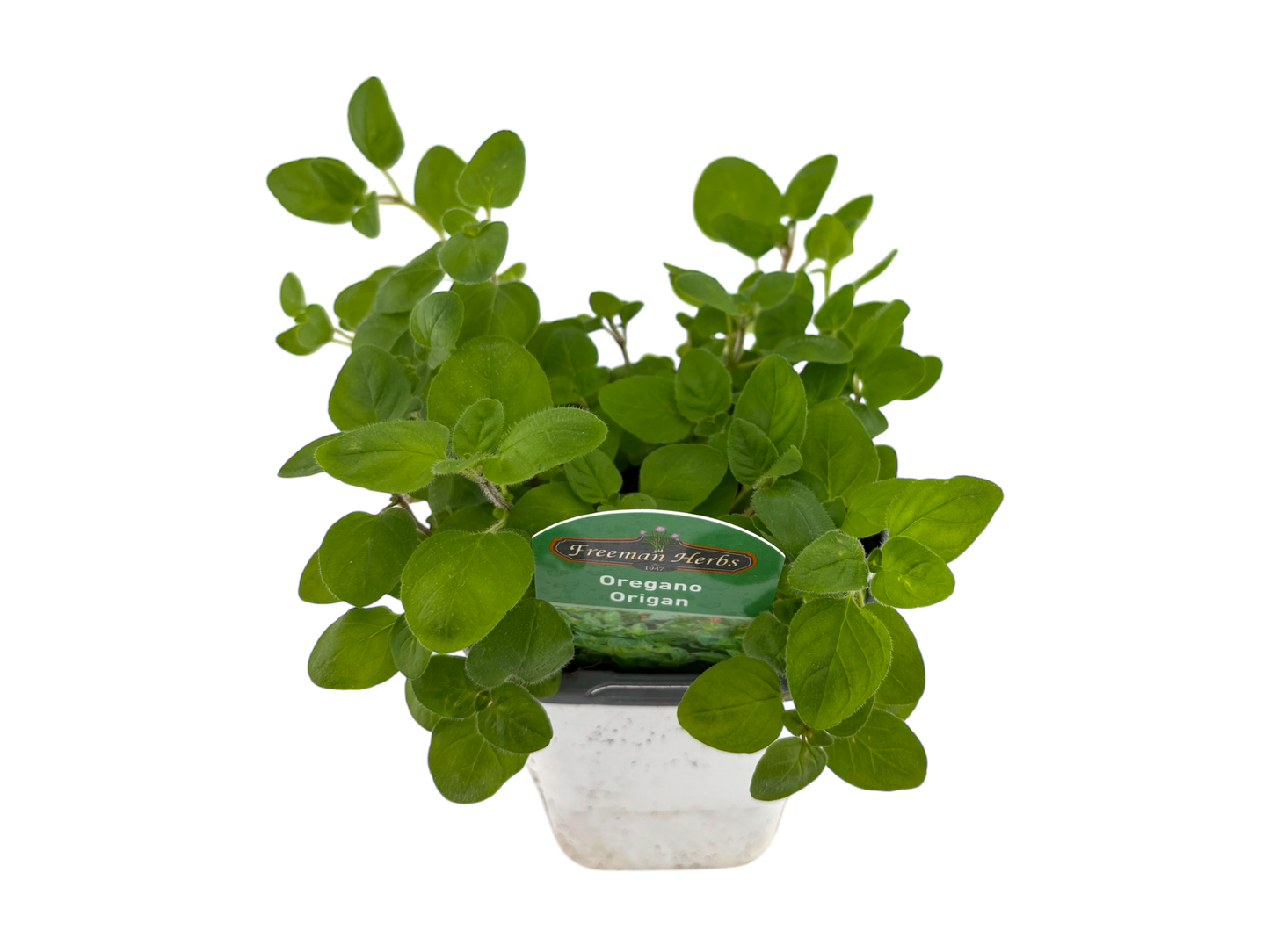 4" Oregano