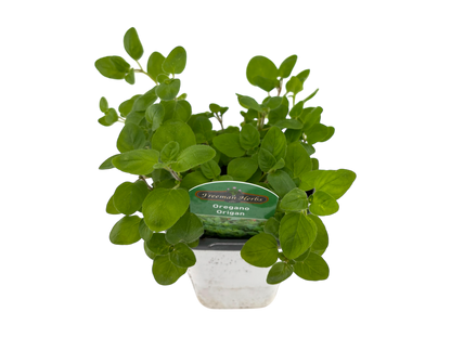 4" Oregano