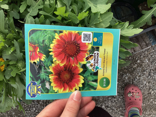 Arizona sun blanket flower