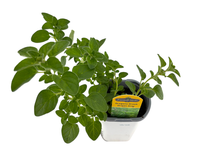 4" Oregano