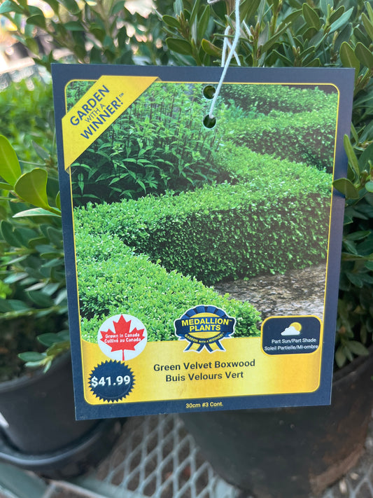 Green velvet boxwood 2 gallon