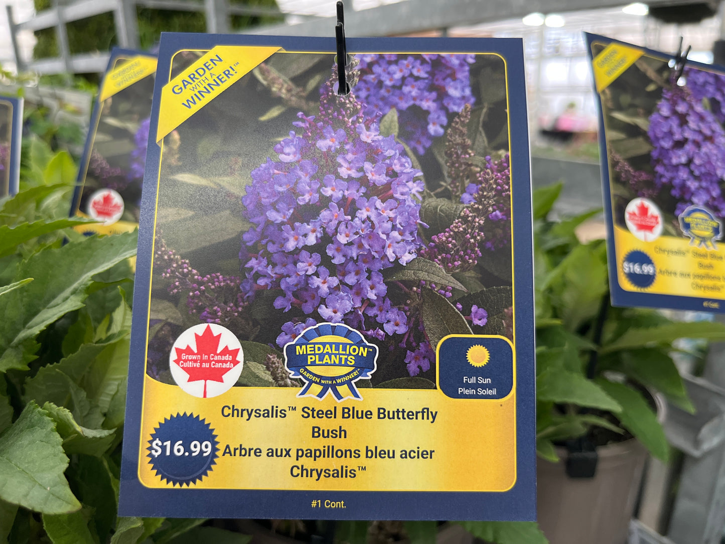 Chrysalis Steel Blue Butterfly Bush