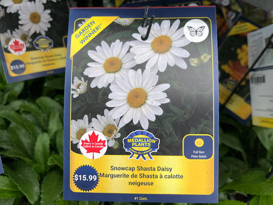Snowcap Shasta Daisy