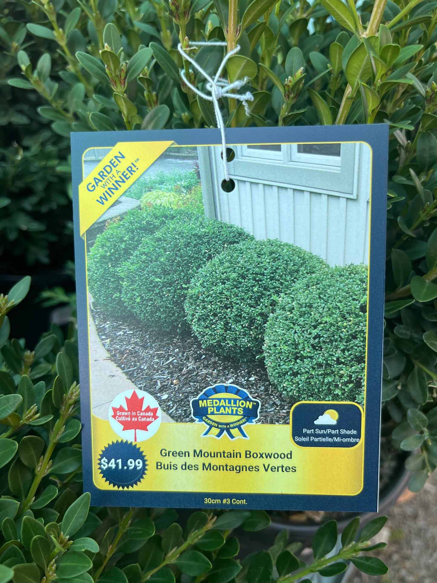 Green mountain boxwood 2 gallon