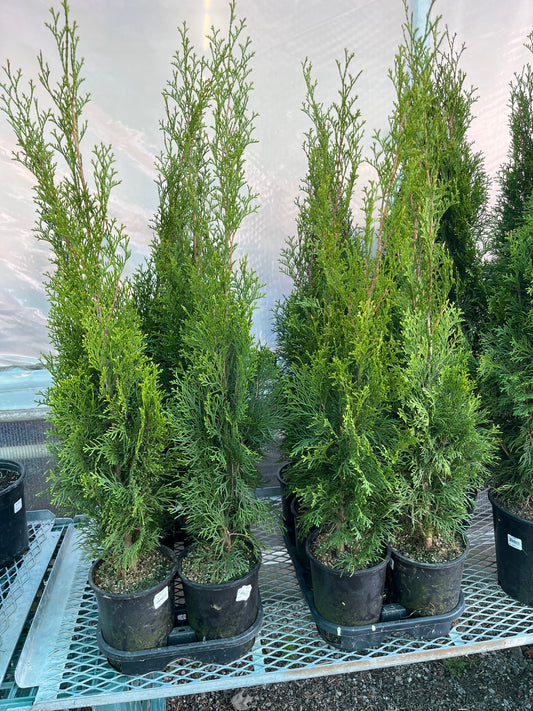 emerald cedar 1 gallon