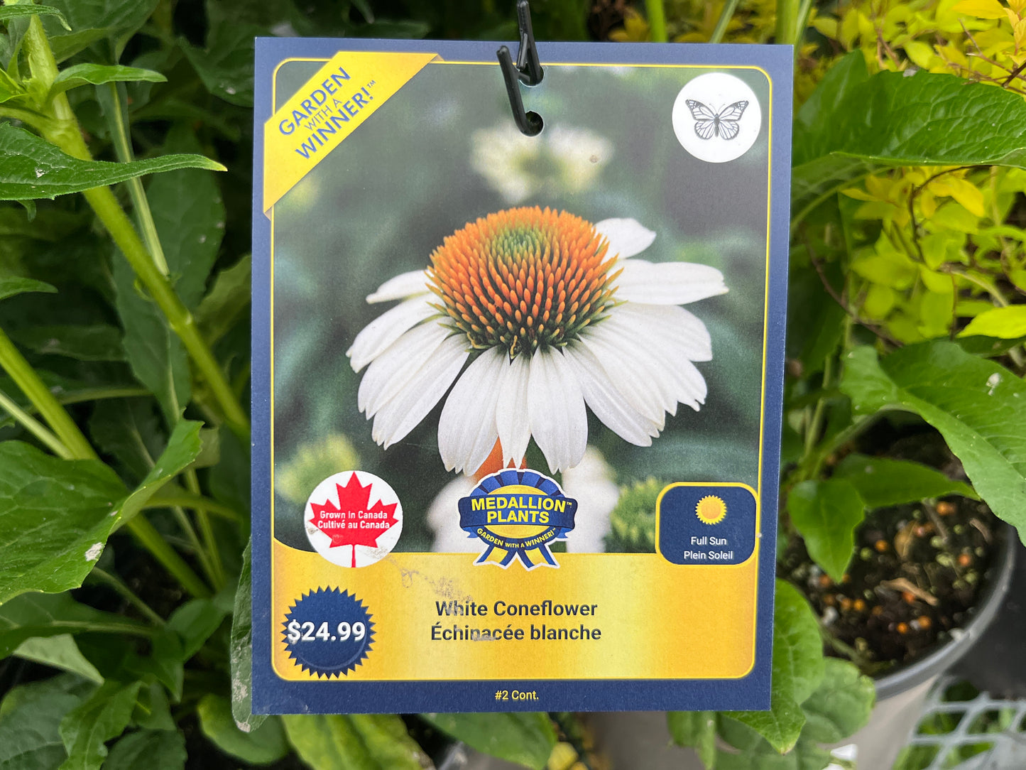 White Coneflower