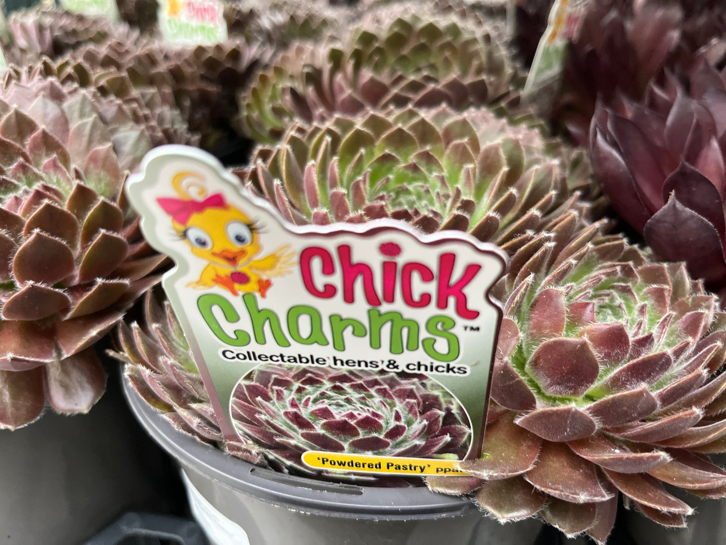 Hens and Chicks Powdered Pastry