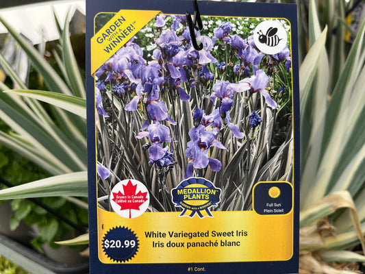 White Variegated Sweet Iris