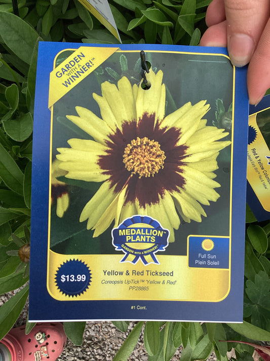 Yellow and red tickseed