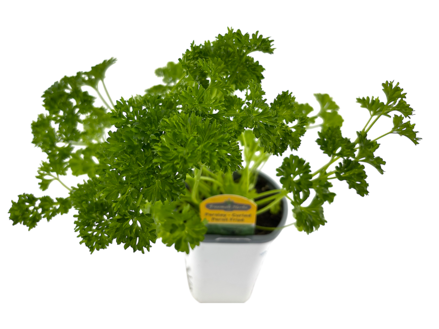 4" Parsley