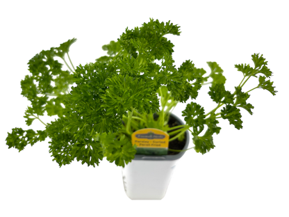 4" Parsley