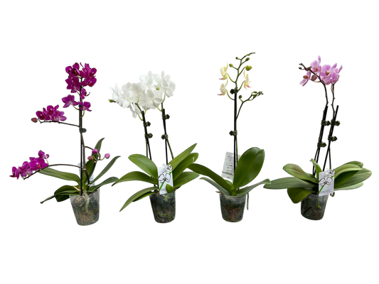 4" Phalaenopsis Orchids