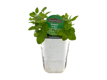 4" Oregano