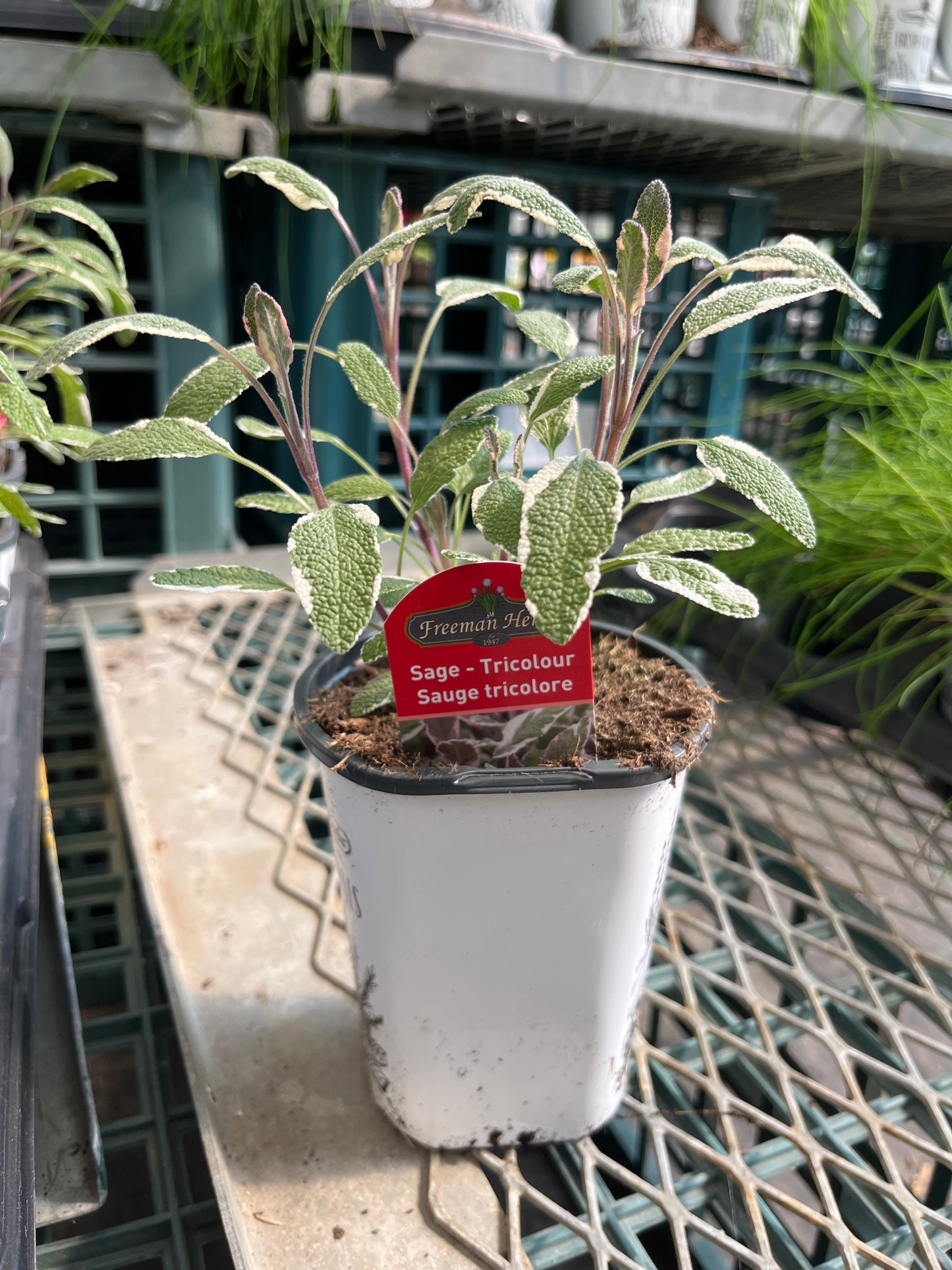 4" Sage
