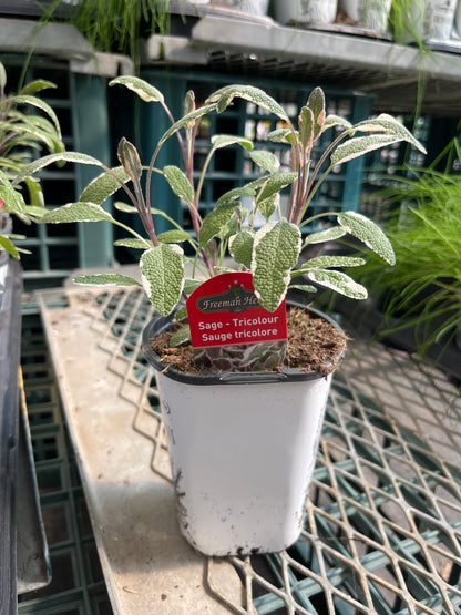 4" Sage