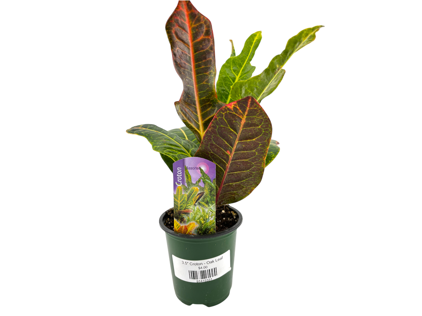 3.5" Croton - Oak Leaf