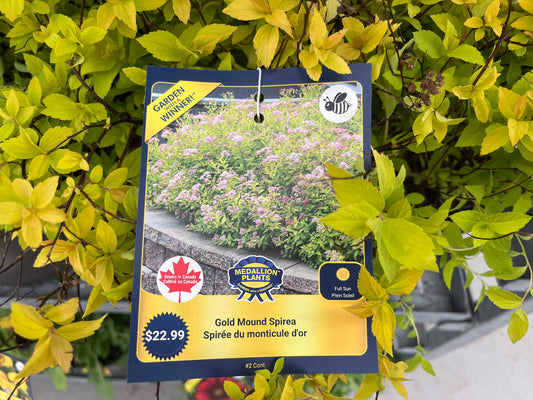 Gold Mound Spirea 2 gallon