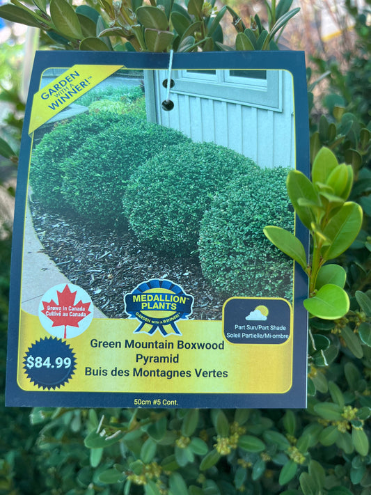 Green mountain boxwood pyramid  2 gallon