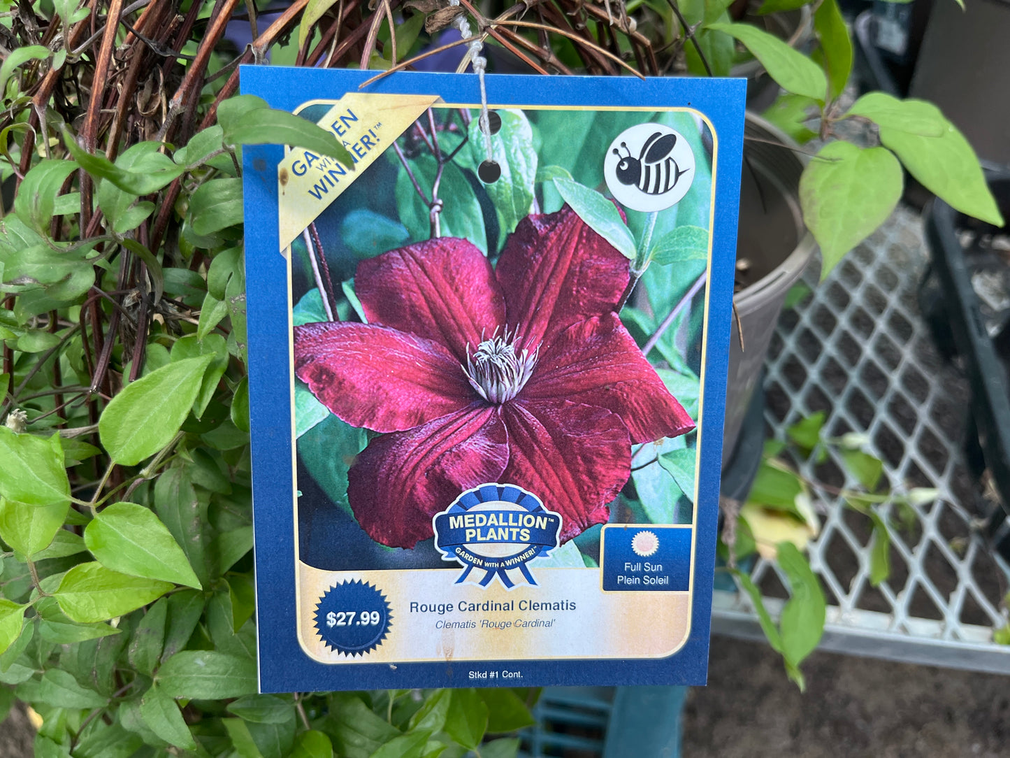 Rouge Cardinal Clematis