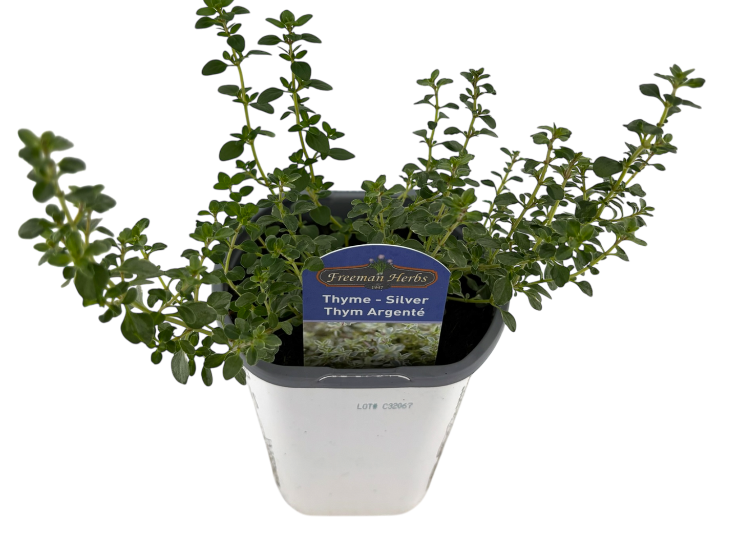 4" Thyme