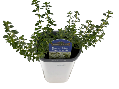 4" Thyme