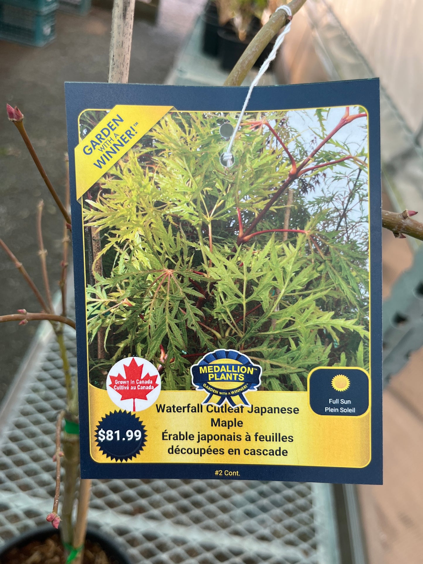 Waterfall cutleaf Japanese maple