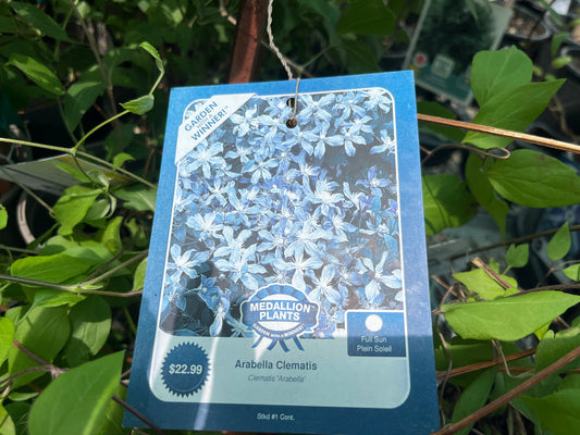 Arabella Clematis