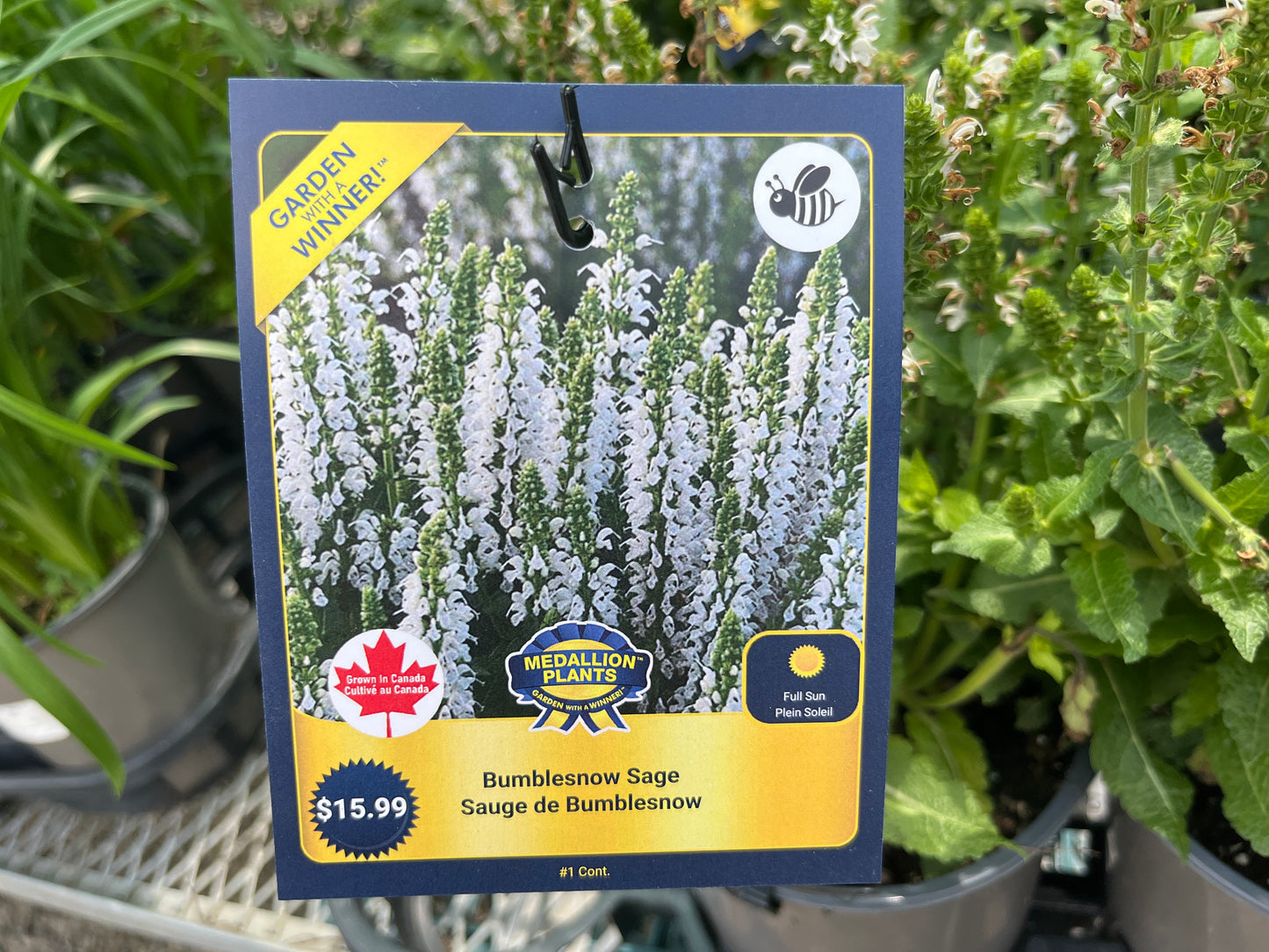 Bumblesnow Sage