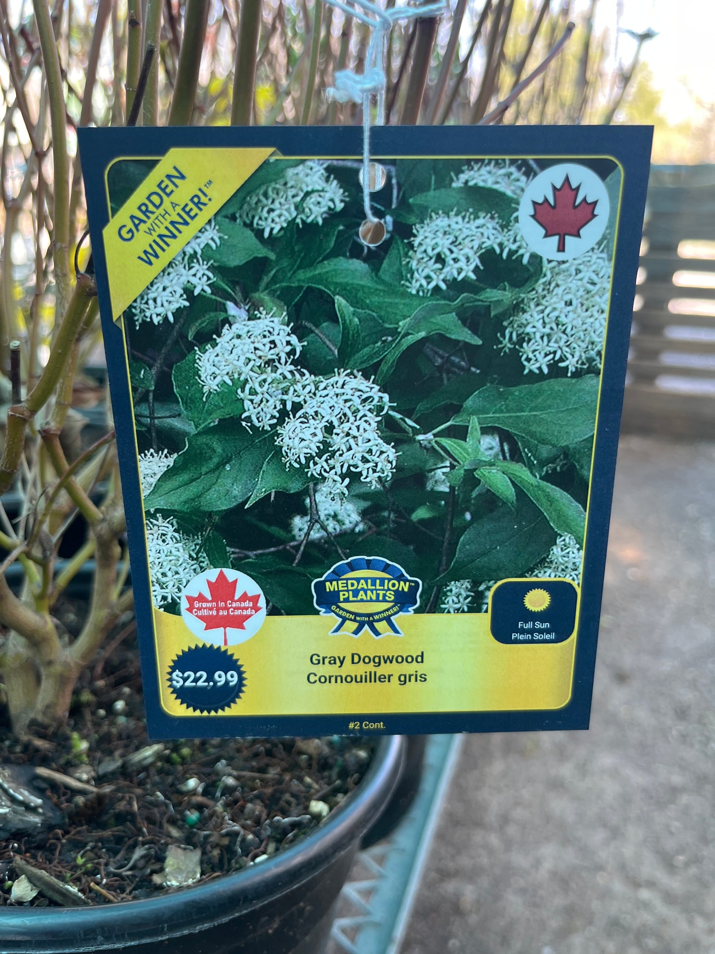 Gray dogwood