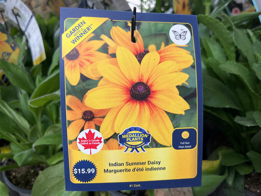 Indian summer daisy