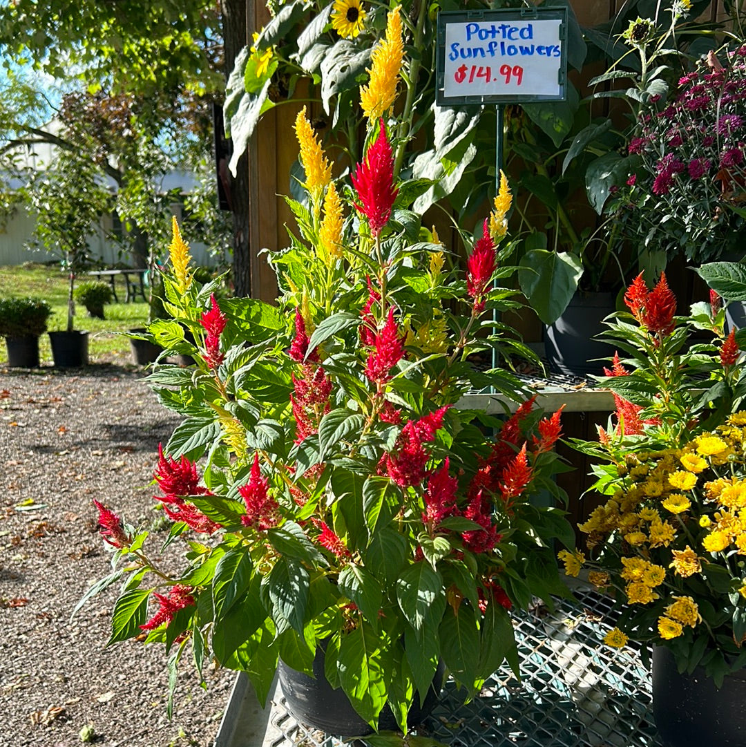 Celosia 10- inch pot