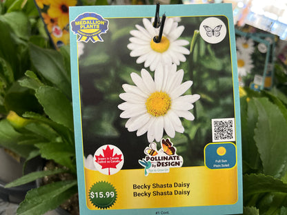 Becky Shasta Daisy - 1 Gallon