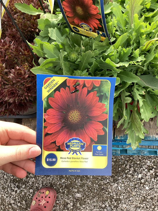 Mesa red blanket flower