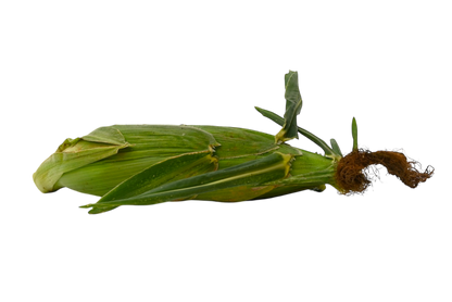 Local Sweet Corn