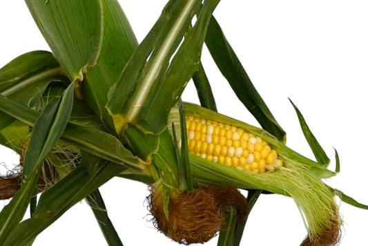 Local Sweet Corn