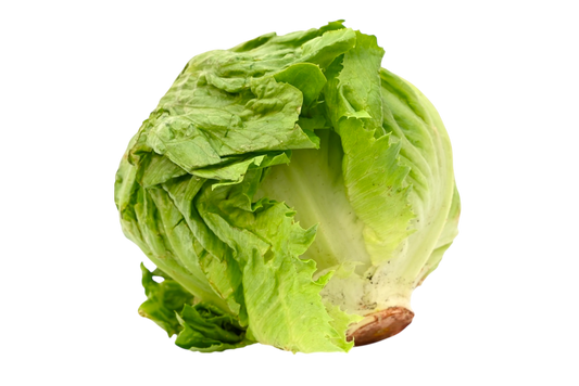 Iceberg Lettuce