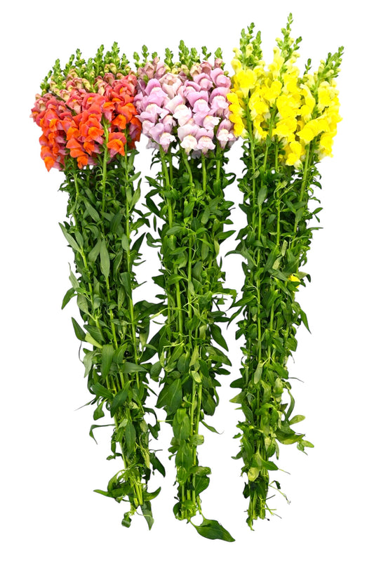 Snapdragons