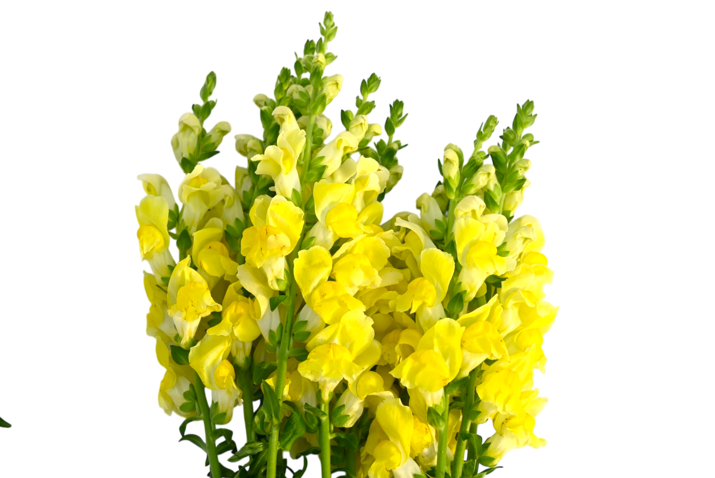 Snapdragons