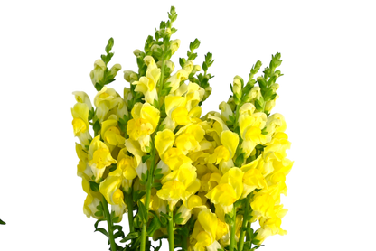 Snapdragons