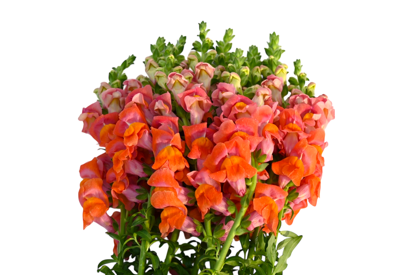Snapdragons